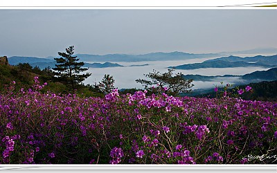 2013초암산의봄