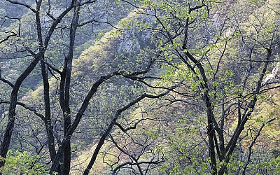 계룡산 신록