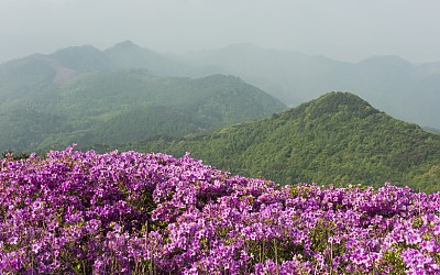 봉화산 철죽