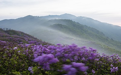 바래봉 철죽