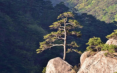 岩松(속리산)