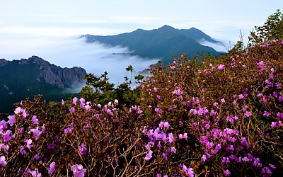  설악산 털진달래
