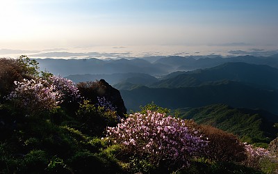 지리산 철쭉