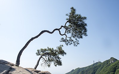 형제송(계룡산)