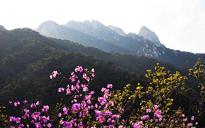 북한산에도 봄이~~~