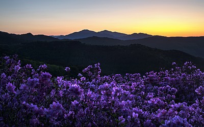 봉화산의 여명과 철쭉!