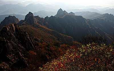 참빗살나무