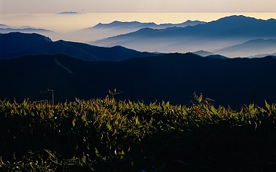 산죽과 능선