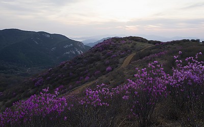 황매산 진달래