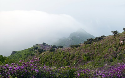 형제봉 철죽