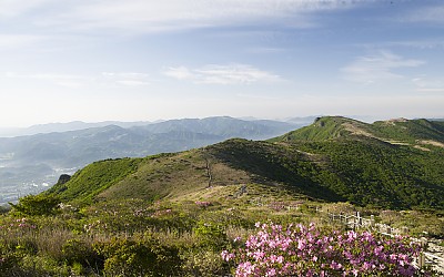 신불산 철죽