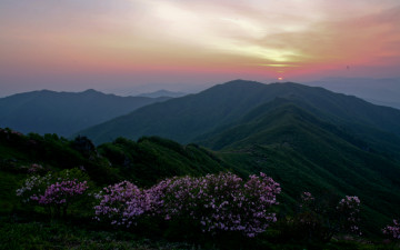 소백산 철쭉정보