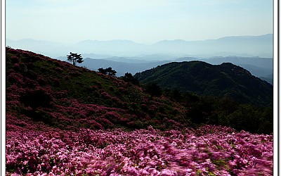 황매산