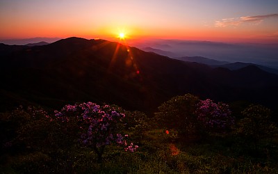소백산 철쭉