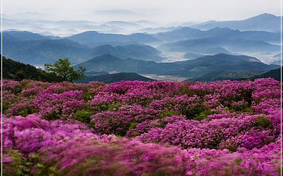합천황매산