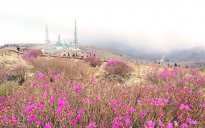 노고단 진달래