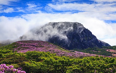 한라산 댕겨 왔습니다.