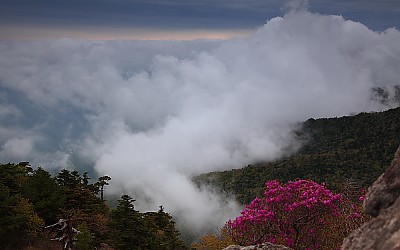 꽃구름
