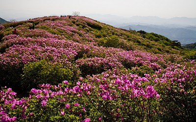 황매산
