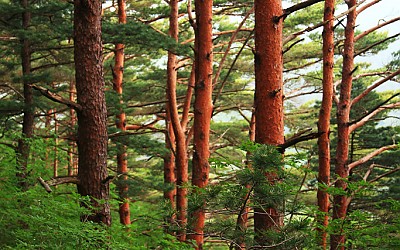 울진 백암산 금강송