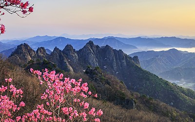 구봉산 진달래