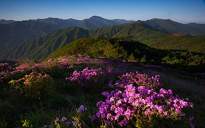 바래봉의 봄