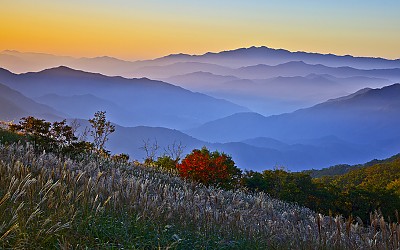 장안산 억새