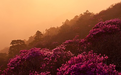 붉은것이 진달래더라