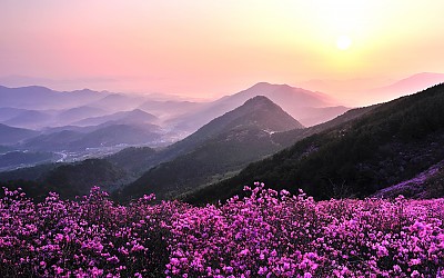 진달래 동산.