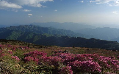 세석 철쭉