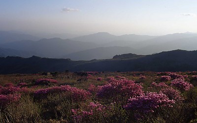 세석의 봄