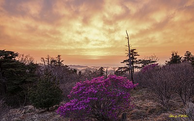 지리산의 봄