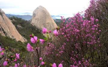 북한산에 진달래...