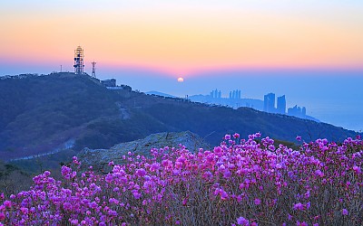 황령산 진달래