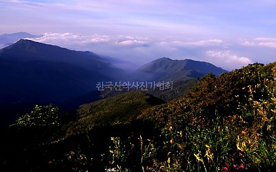 야생화가 있는 풍경.