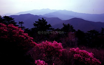 진달래 꽃
