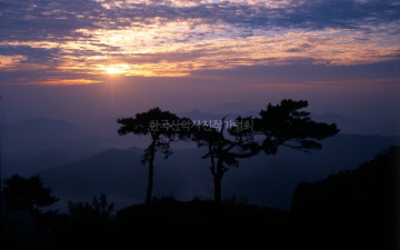 대둔산의 소나무 형제