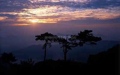 대둔산의 소나무 형제