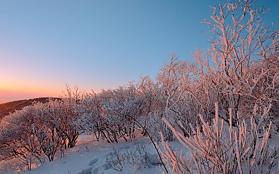 태백산 눈꽃