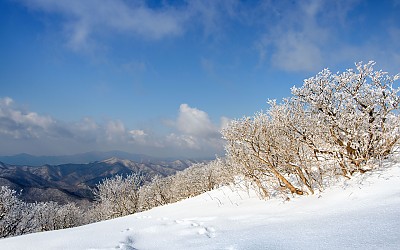 맑은날의 상고대