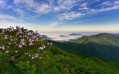 함백산 철쭉