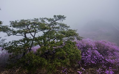 고려산 진달래
