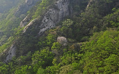 속리산 신록