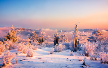 천상의 정원(태백의 여명)