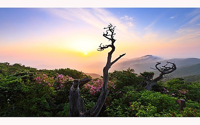 한국산하의 봄