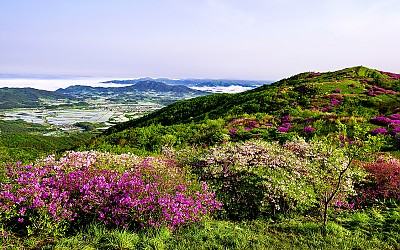 바래봉 철쭉