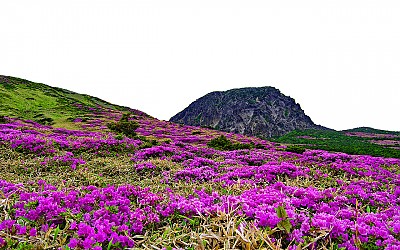 한라산철쭉