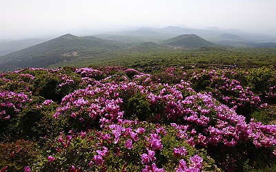 한라산철쭉
