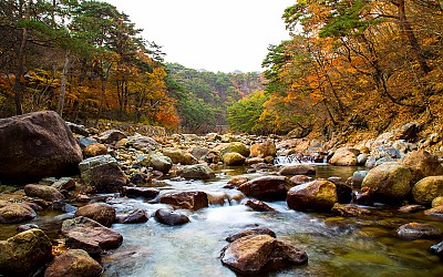 가을 의 게류