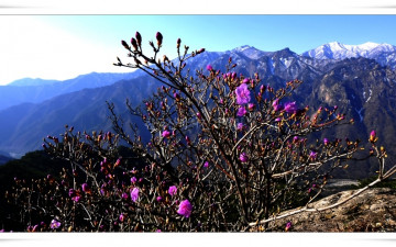 설악의 진달래